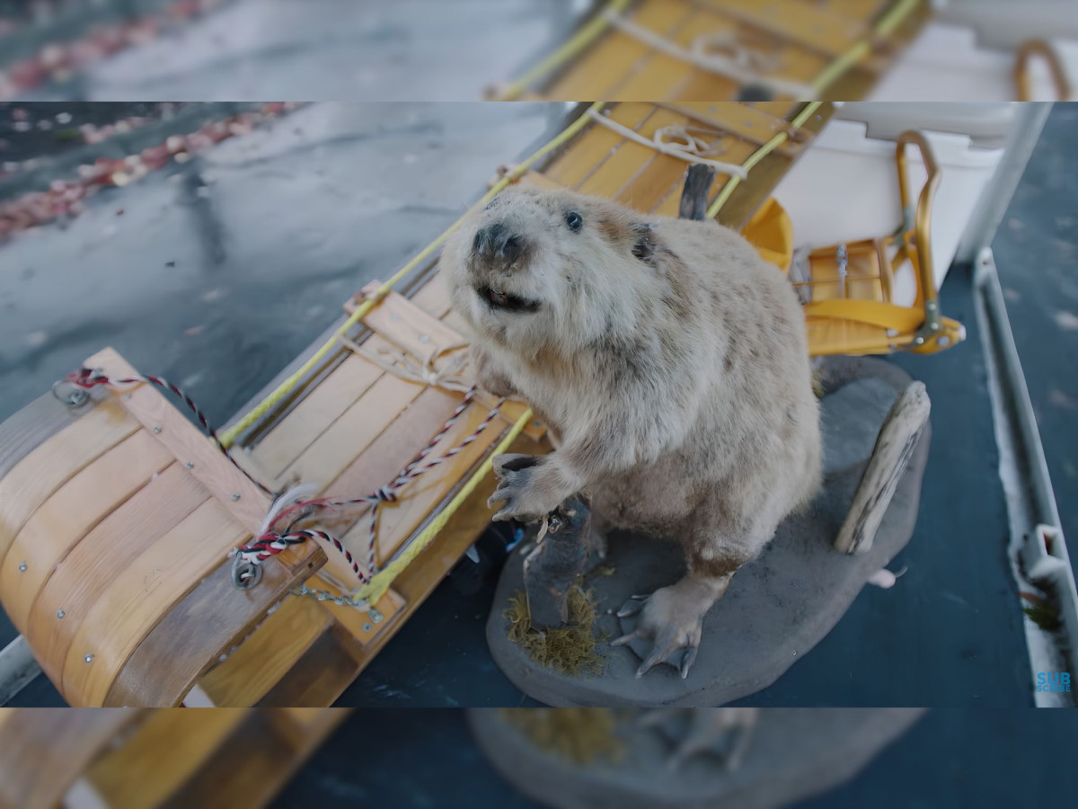 A taxidermy beaver posed on a wooden sled.
