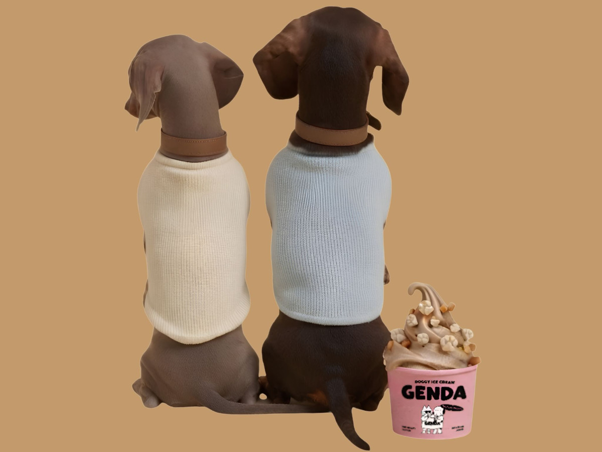 Two dogs wearing knit sweaters sitting beside a pink pint of doggie ice cream topped with treats.