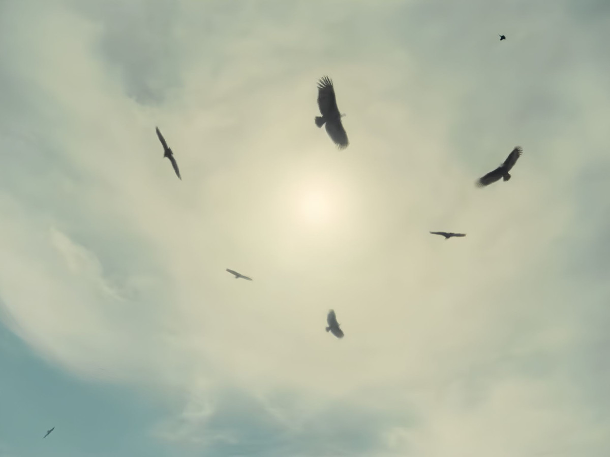 Several birds of prey circling in a bright, hazy sky.