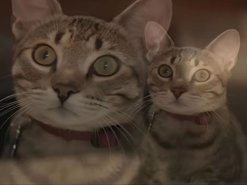 Rover - Cat Sitters Who Get Cookie's Bubbles Video Design by Orchard Creative