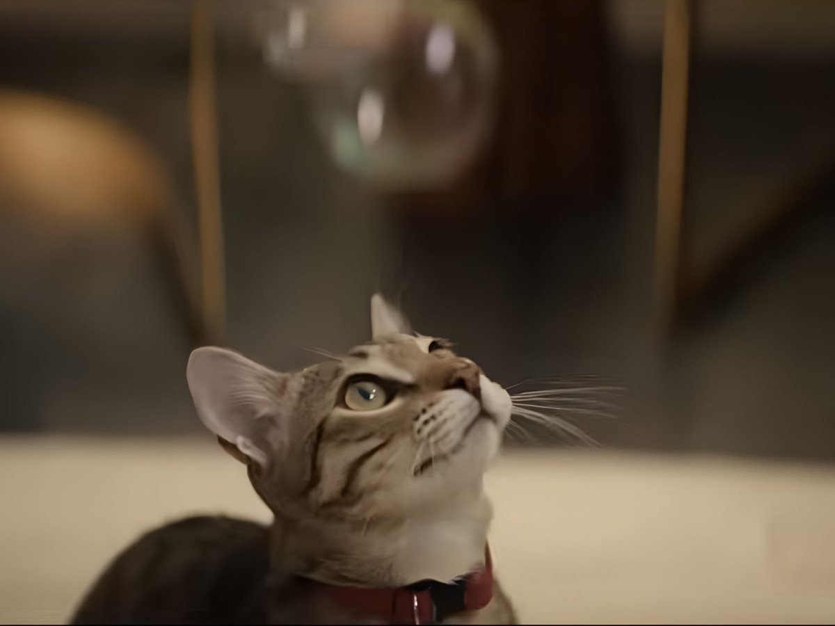 Tabby cat looking up at a floating bubble.