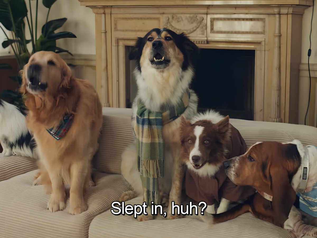 Four dressed dogs sitting on a couch.