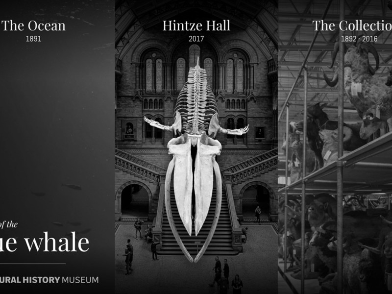 Natural History Museum Great Homepage