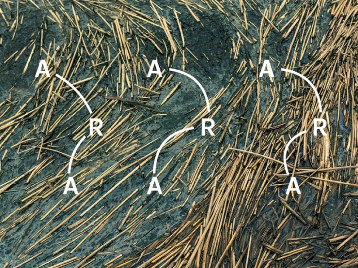 ARA Fun Logo Design