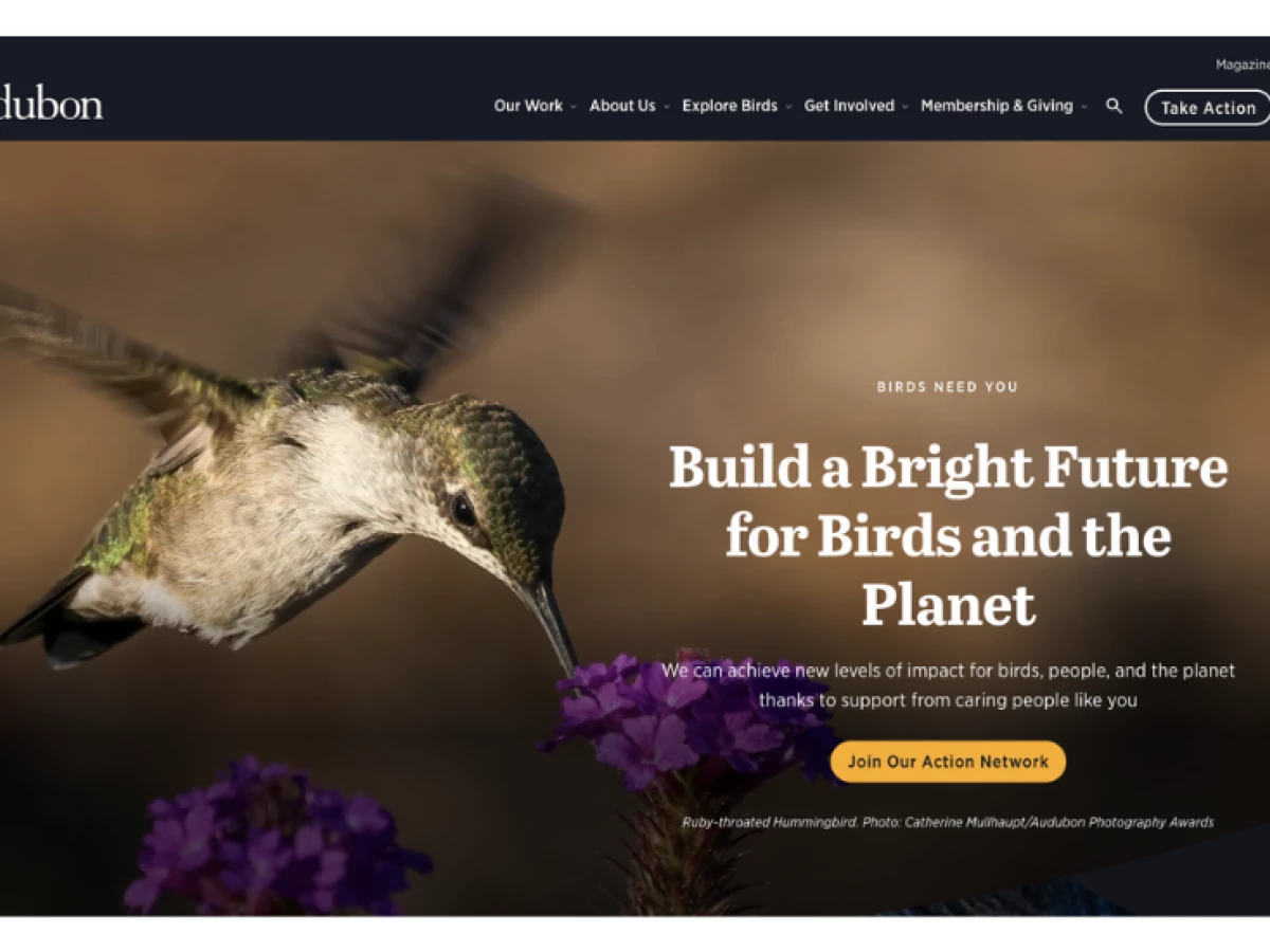 National Audubon Society Website Design