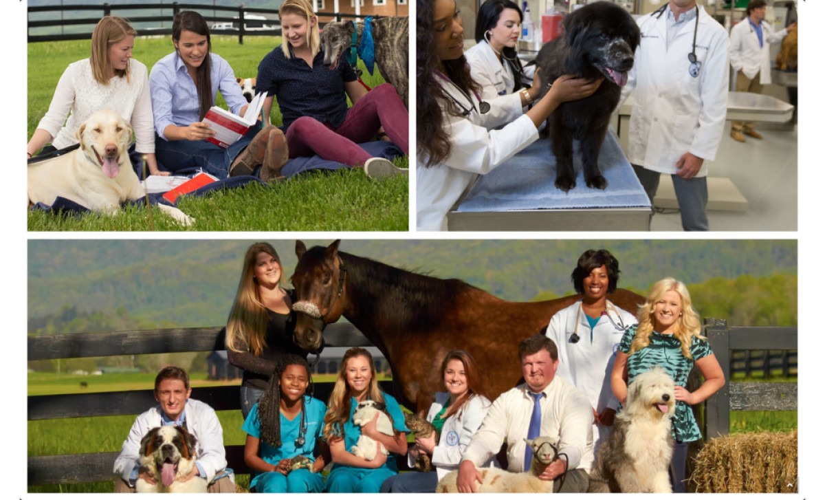 The Animal Policy Group website by Jolly Good Media.