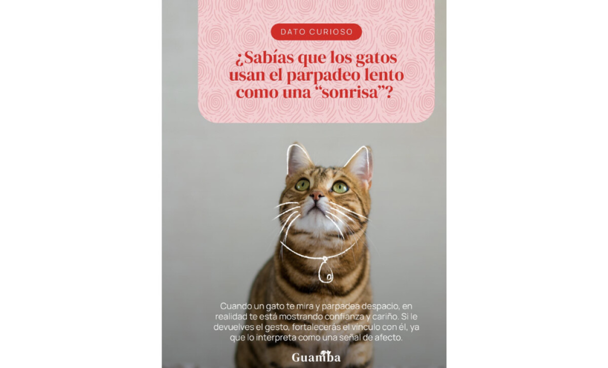 Guamba Pets featuring a cat by The Monkey Hat.