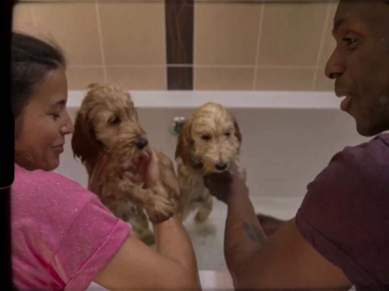 Mars Petcare