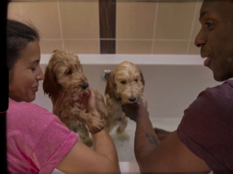 Dogs being bathed in the Mars PetCare video by Launch Factory