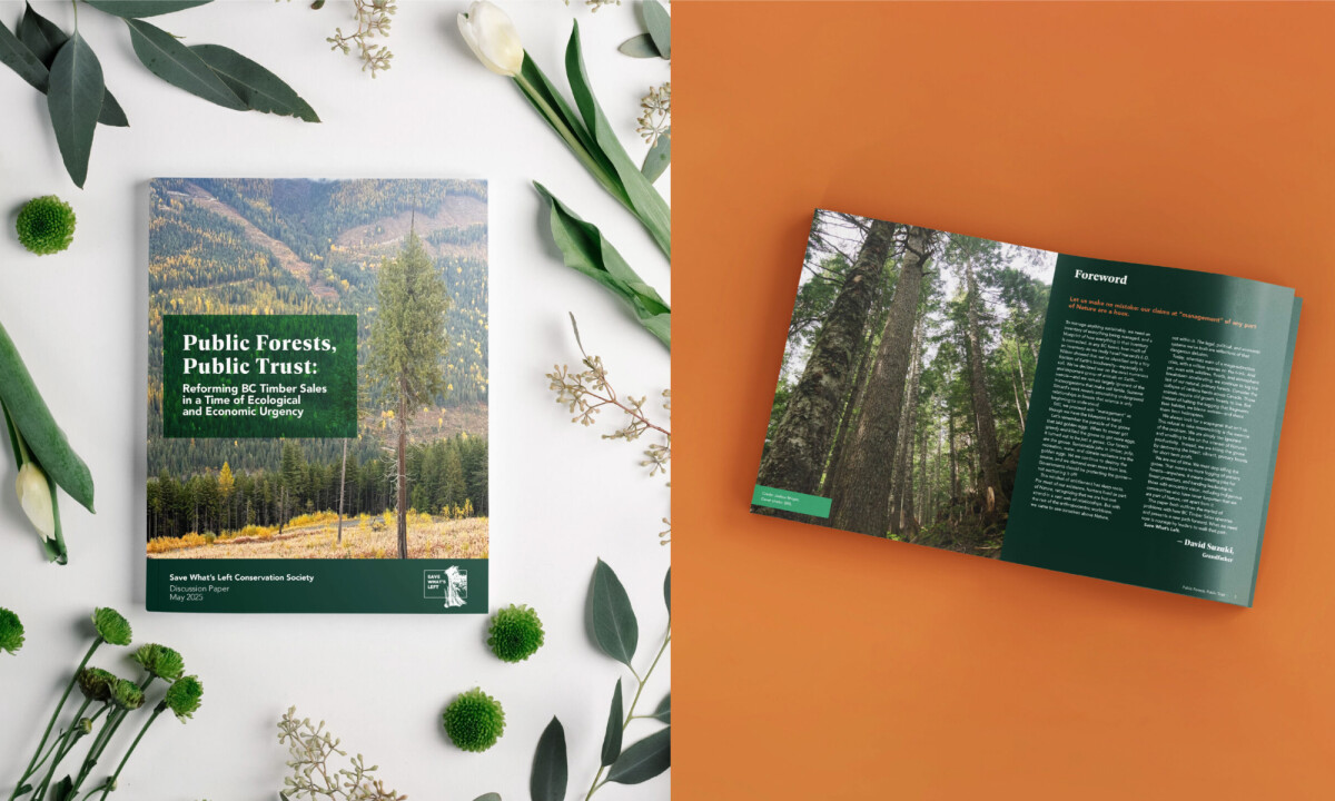 Forest landscape cover with green title block