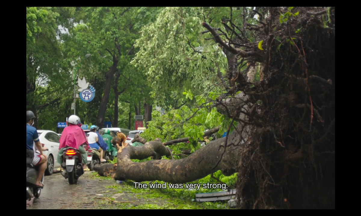 Mr. Cường's Banyan Tree (slide 2)