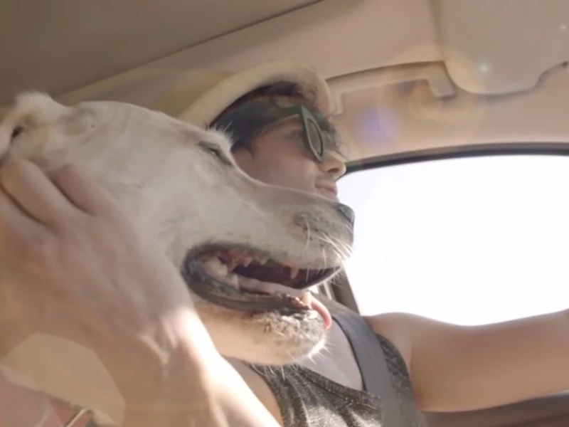 Someone Waits For You At Home, DON'T DRINK & DRIVE | Budweiser Ads