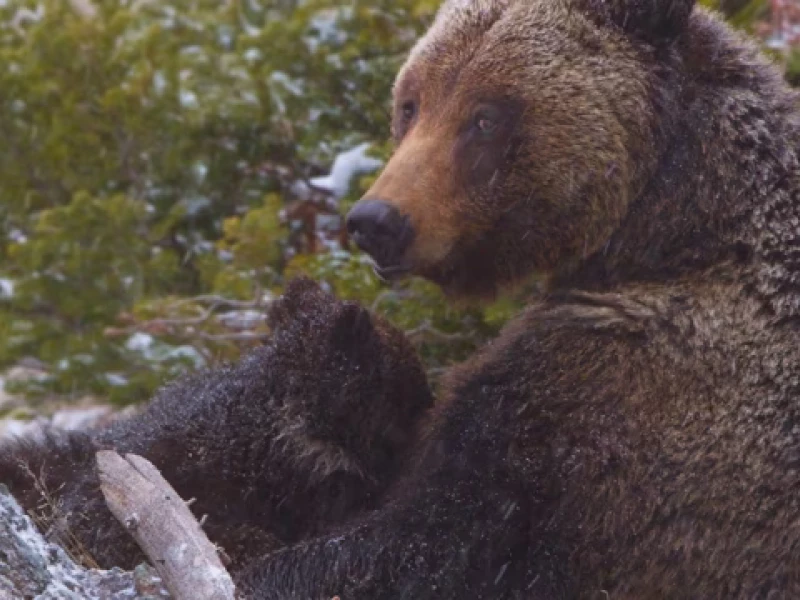 Brandon Navratil - Wildlife Cameraman Showreel