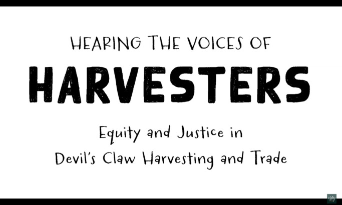 The Devils Claw Harvesters of Namibia