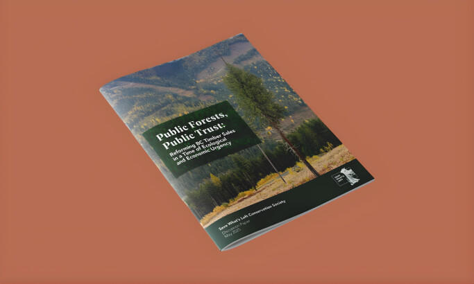 Public Forests, Public Trust Brochure Print Design by Martum Design