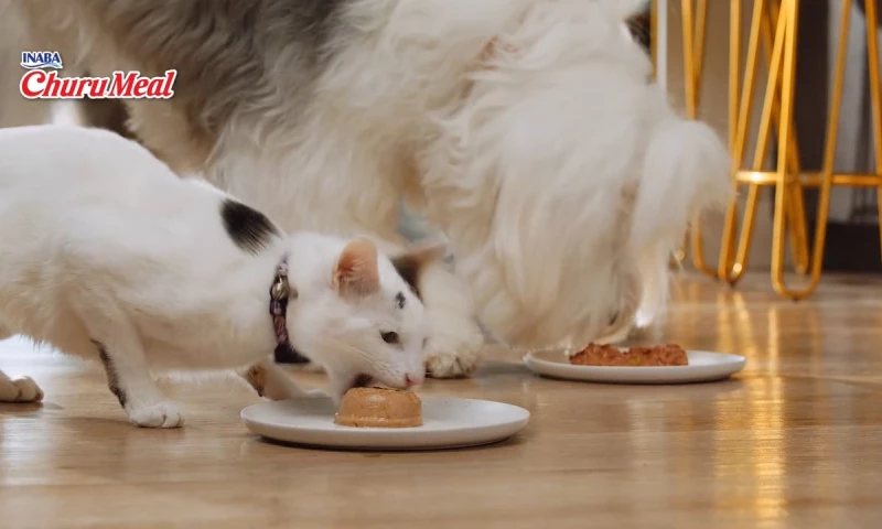 AD.JUST - Churu Commercials