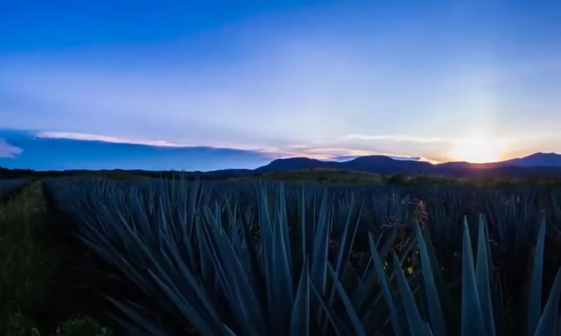 USYKpro - Pink Poison by Müggler | Premium Spirits & FMCG