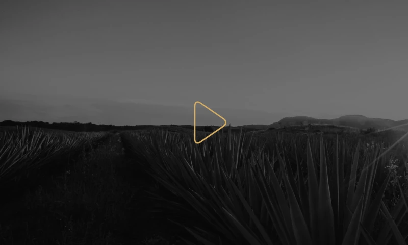 USYKpro - Pink Poison by Müggler | Premium Spirits & FMCG