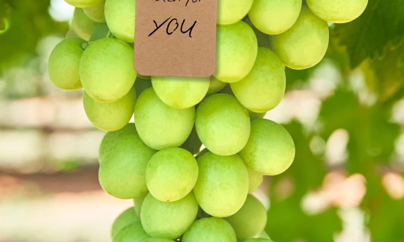 Major Media Marketing - For YOU Campaign