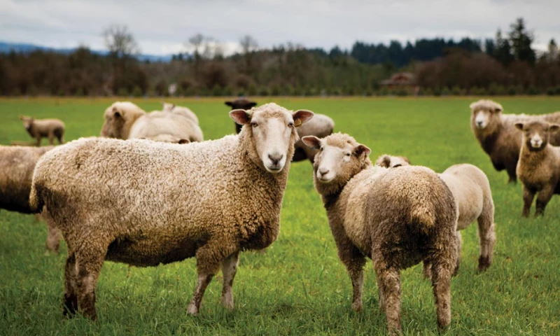 Brand Tackle - NOV Advertising Campaign