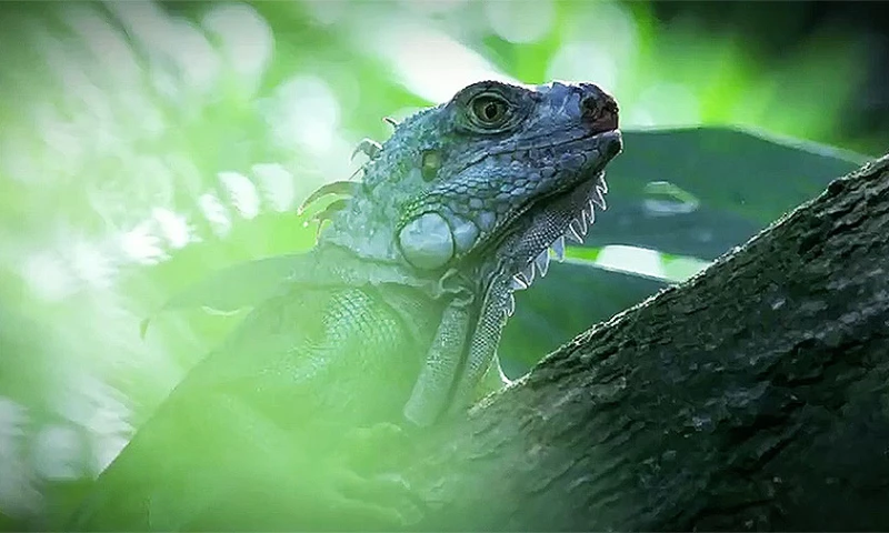 Joy Films - Otobi Jungle