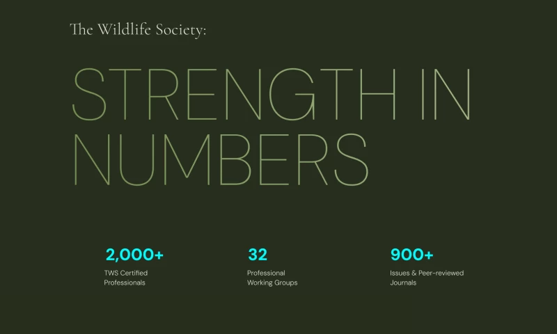 Chariot - The Wildlife Society - Rebrand + Website Design
