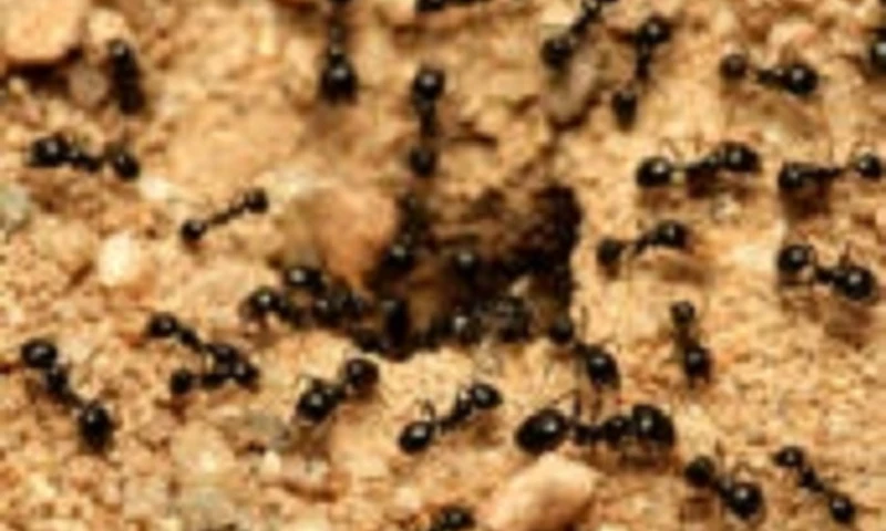 Advance Pest Control - Advance Pest Control