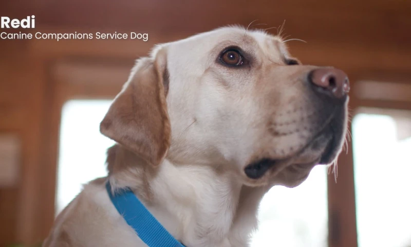 John Flower Productions - Canine Companions - Gracie's Story