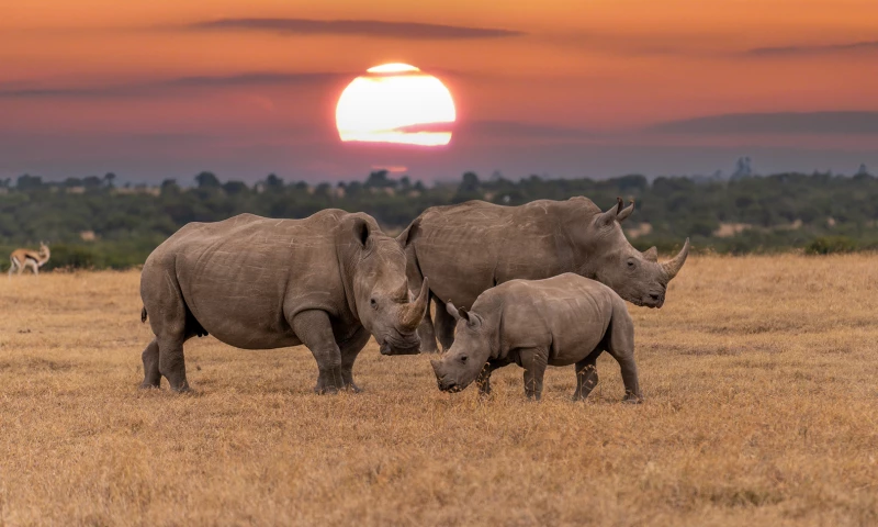Kollective - Website Design for a Tanzania and Kenya Destination Management Company