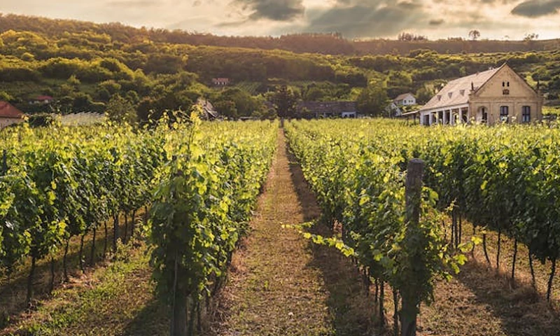 Propellic - Regional SEO Growth for a California Wine Tour Company