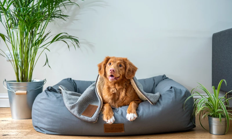 WebFX - Boosting Black Friday Conversions by 348% for Furbo Dog Camera