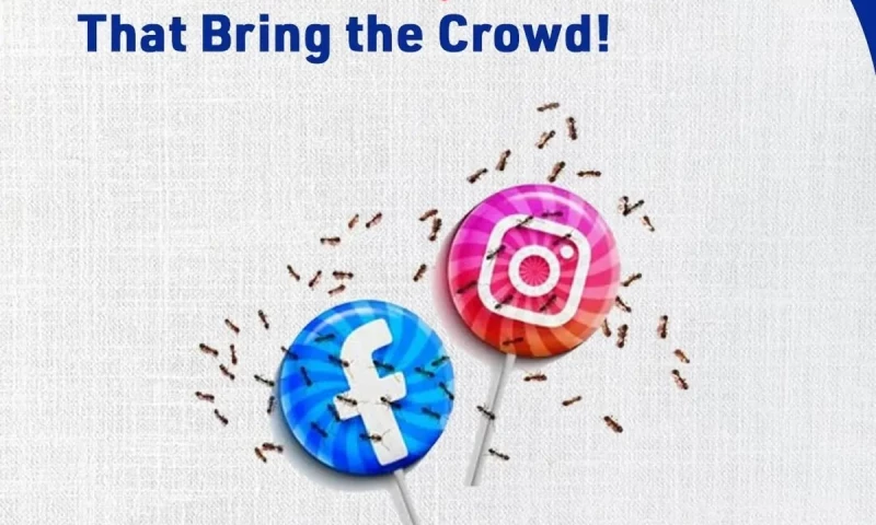 OOPS Mango - Sitehues Media: social media post design