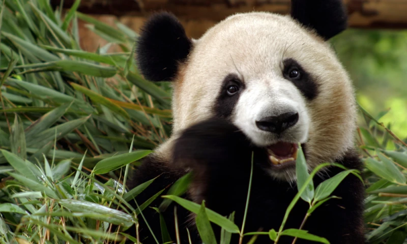 Qulix Systems - Web application development and Testing for WCS