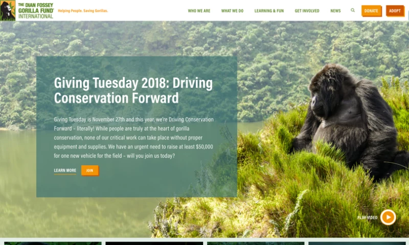 The Dian Fossey Gorilla Foundation