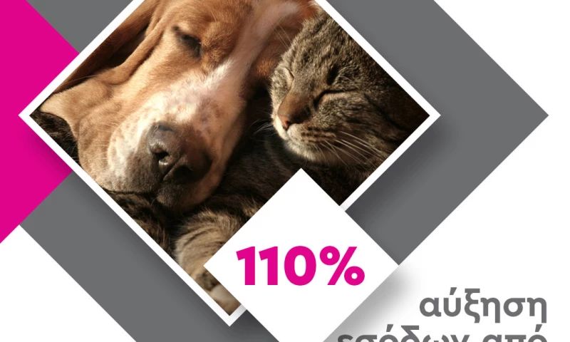 Digital4u - PetShop88 Google Ads Strategy