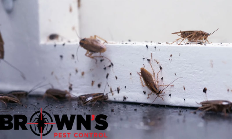 Kmarks - Brown Pest Control