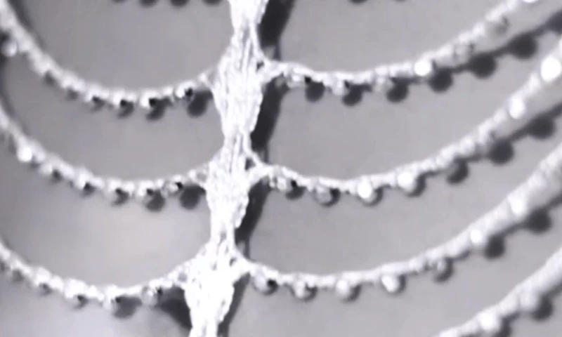 BrandGenes - Dreams of Paris