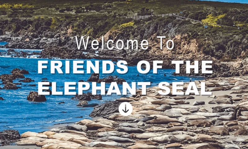 Create Element - ElephantSeal.org