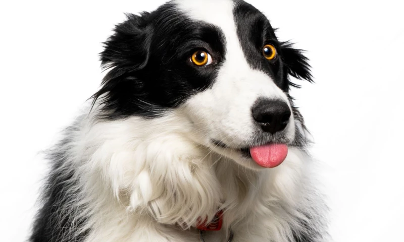 Pet Medical Transport Photography Shoot