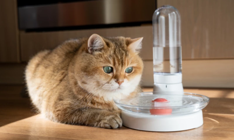 The Crowdfunding Formula - KittySpring