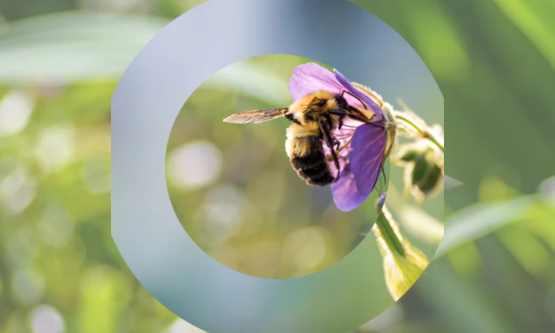 Hydra Creative - Bumblebee Conservation Trust