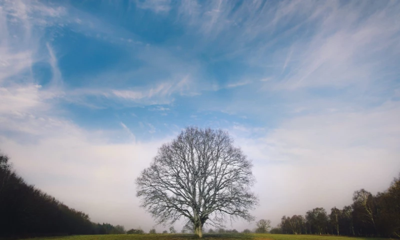 APOM Solutions - Plant a tree