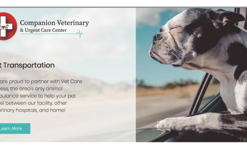 The Hive Marketing Collective - Website Design & Rebranding