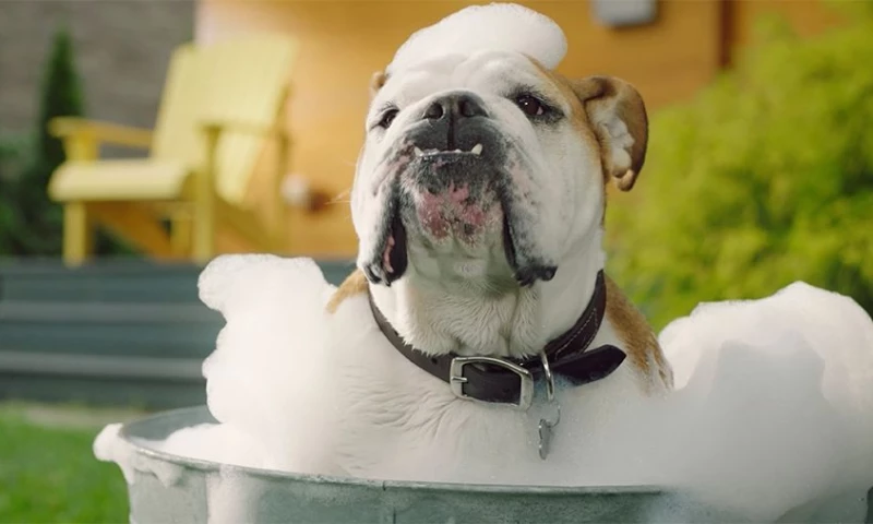 Petmeds: Lulu's Diary