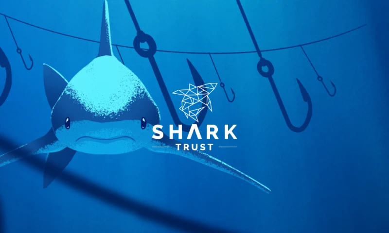 Nucco - The Shark Trust | Brand