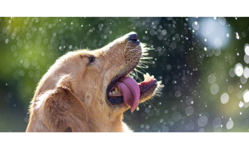 Digital Marketing Strategy Turns Business Around: Case Study