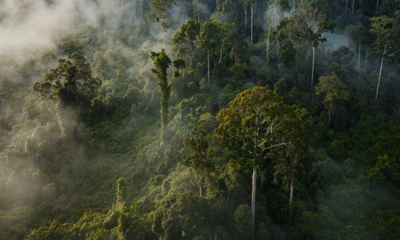 Noran Design - Carbon Credit | Net Zero with Blockchain Solutions