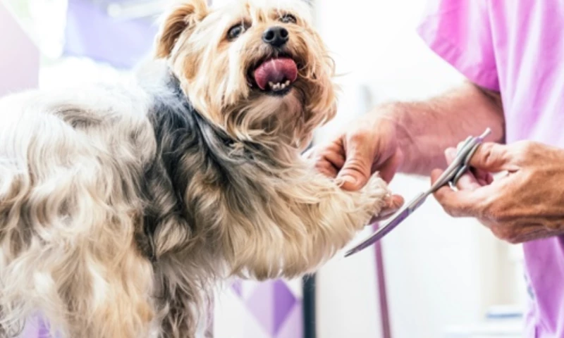 Manta - The Peaceful Pet Salon - Local SEO