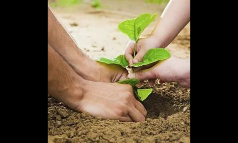 Zentive Agency - Tree Planting Sri Lanka