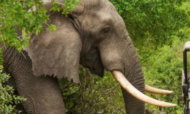 Wildlife Conservation Experience